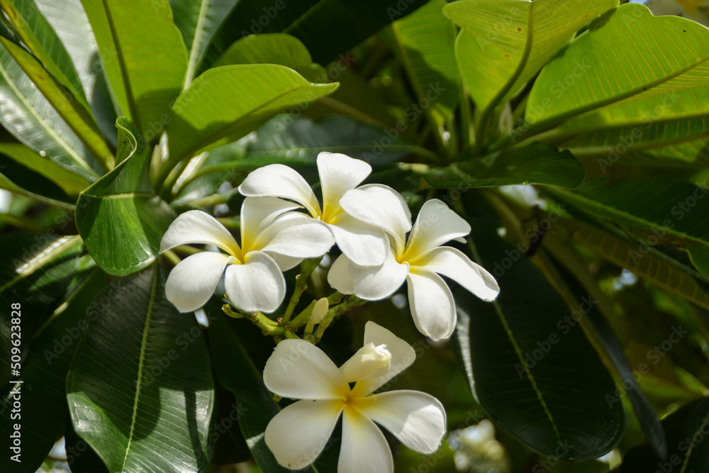 Fototapeta premium Close-up white plumeria flowers blooming on tree, Soft sunlight on blooming with blurred bokeh landscape.