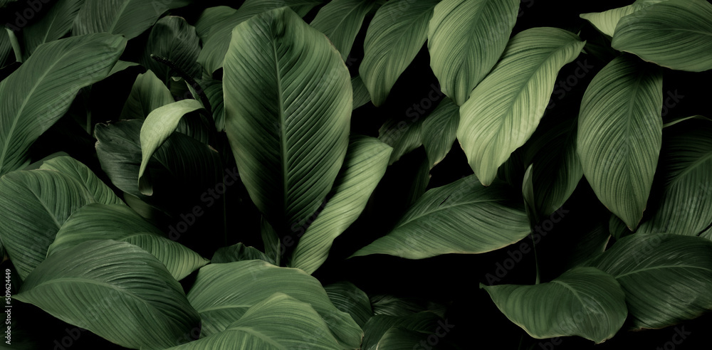 tropical leaves, abstract green leaf texture in garden, nature background