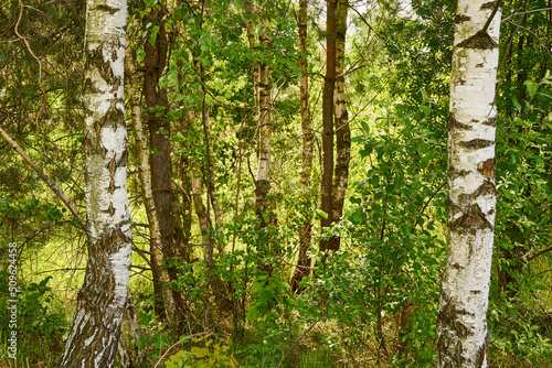 Fototapeta Naklejka Na Ścianę i Meble -  kilka brzóz na łące  