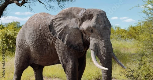 African Elephant cools off during summer heat on the savannah, Safari Tourism