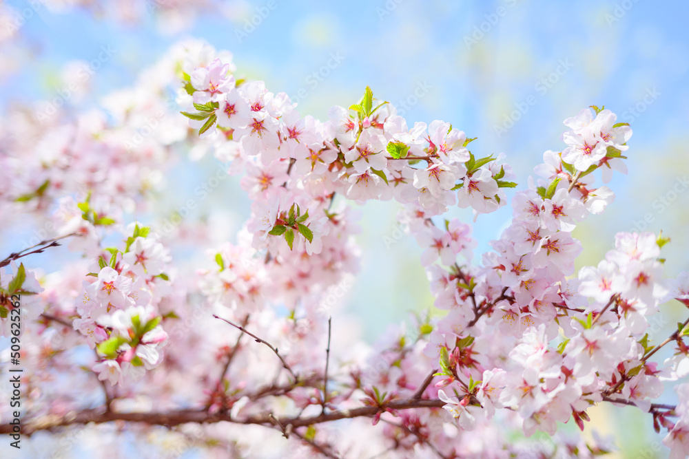 Cherry blossoms. Selective focus with shallow depth of field Cherry blossoms. Selective focus with shallow depth of field