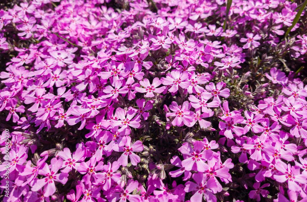 Flowers of Phlox subulata in the graden at springtime. Flowers of Phlox subulata in the graden at springtime.