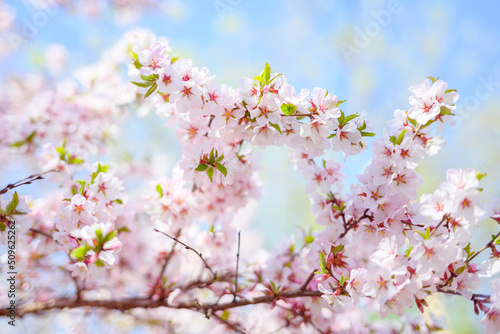 Cherry blossoms. Selective focus with shallow depth of field © Vladimir Arndt