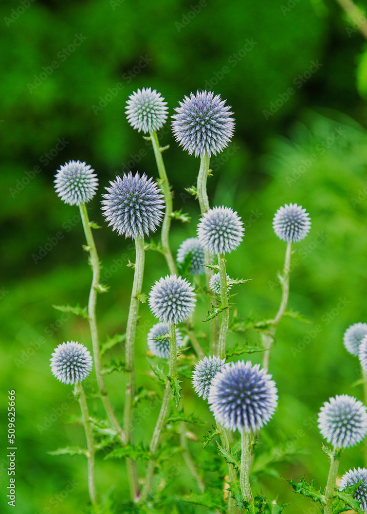 ヒゴタイの花(熊本県阿蘇郡産山村) ヒゴタイの花(熊本県阿蘇郡産山村)
