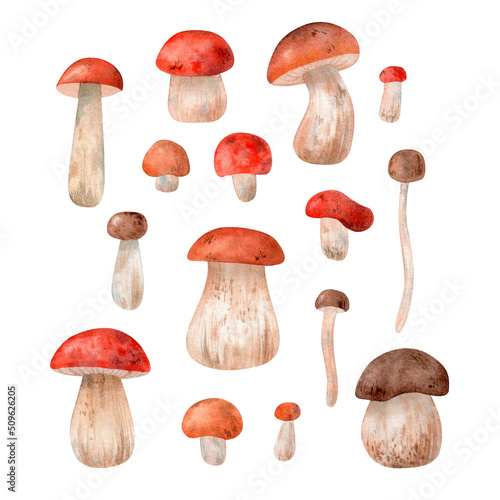 Hand drawn watercolor mushrooms set. Autumn illustrations isolated on white 