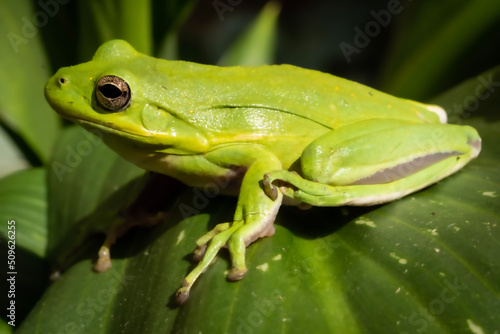 Close up detail of full body green frog with gold eyes