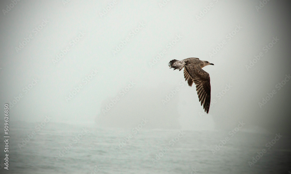 Naklejka premium Seagull, typical bird on the coast