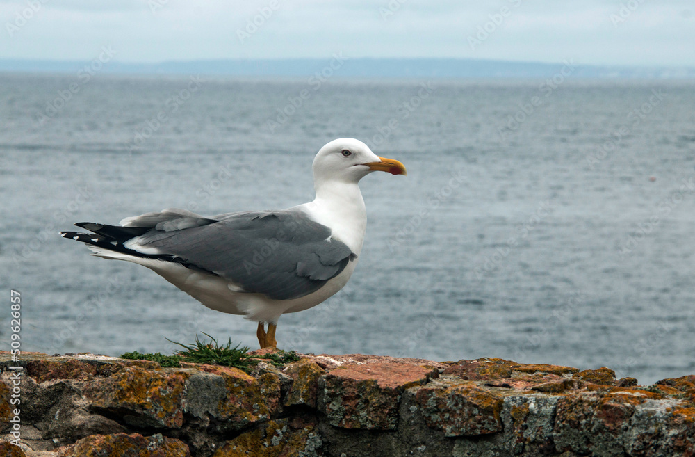 Seagull, typical bird on the coast