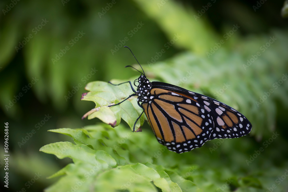 Closeup of danaus genutia butterfly on green leaf in a green house Closeup of danaus genutia butterfly on green leaf in a green house