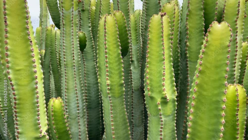 Cactuses plant closeup. Motion of the camera. 4K Cactuses plant closeup. Motion of the camera. 4K