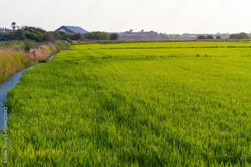 Rice fields at sunset in Comporta, Portugal