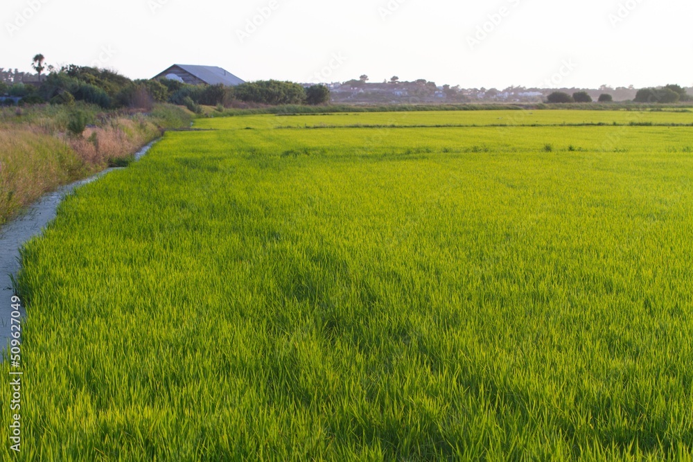 Rice fields at sunset in Comporta, Portugal Rice fields at sunset in Comporta, Portugal