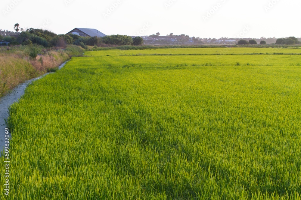 Rice fields at sunset in Comporta, Portugal