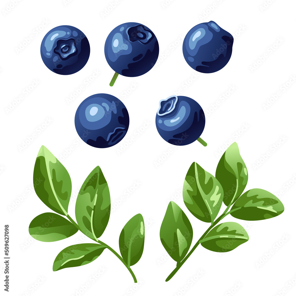 Set of blueberries on an isolated white background Set of blueberries on an isolated white background