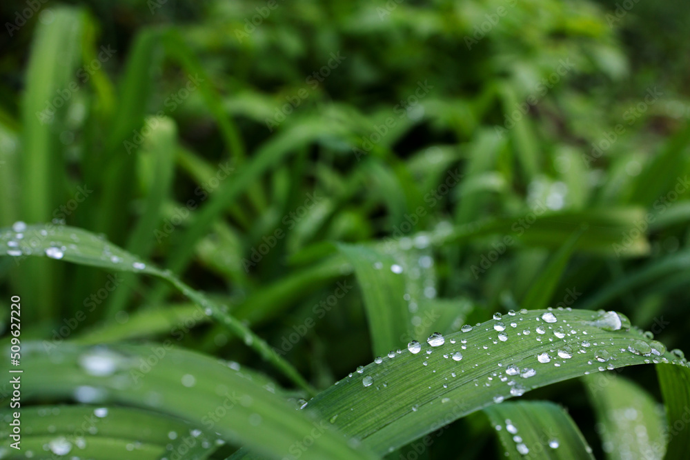 Obraz premium Dew on grass