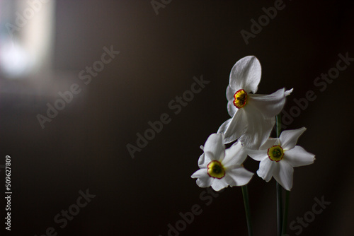 Bouquet of three daffodils on a dark background