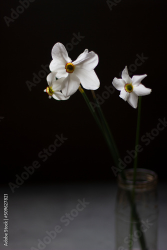 Bouquet of three daffodils