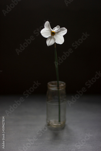 arcissus in a glass vase on a dark background