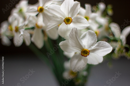 Bouquet of daffodils on a dark gray background
