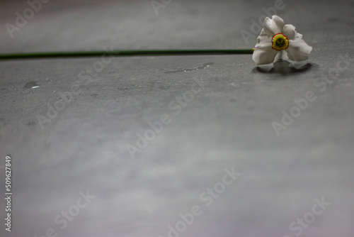 daffodil lies on a gray surface