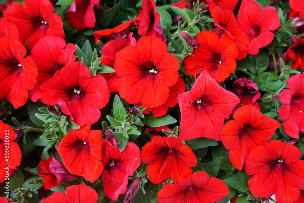 Beautiful spring blooming red flowers Beautiful spring blooming red flowers