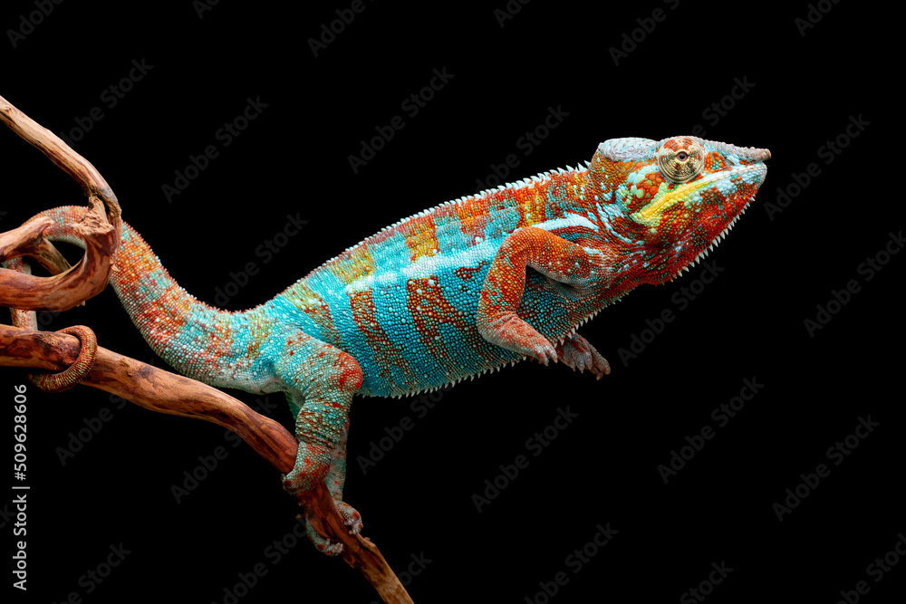 Fototapeta premium The beautiful Panther Chameleon (Furcifer pardalis) on tree branch.