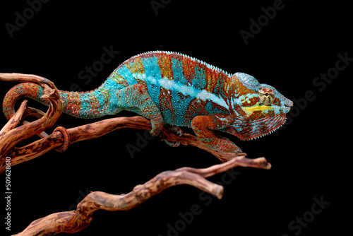 The beautiful Panther Chameleon  Furcifer pardalis  on tree branch.