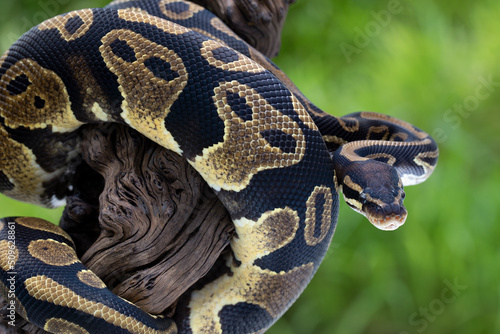 Fotografía The Ball Python (Python regius) also called the Royal Python, is a python species native to West and Central Africa