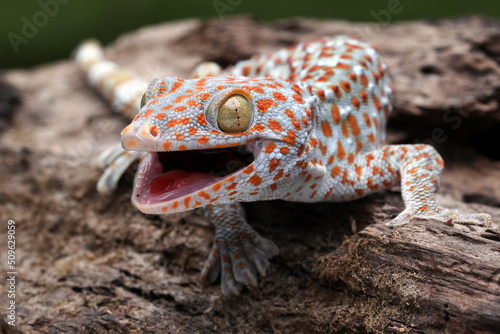 The Tokay Gecko (Gekko gecko) on wood.