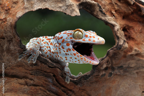 The Tokay Gecko (Gekko gecko) on wood. photo