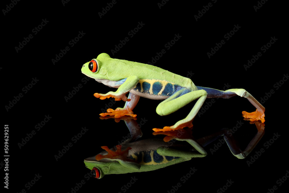 Obraz premium Red-eyed Tree Frog (Agalychnis callidryas) and its reflection.