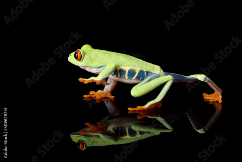 Red-eyed Tree Frog (Agalychnis callidryas) and its reflection.