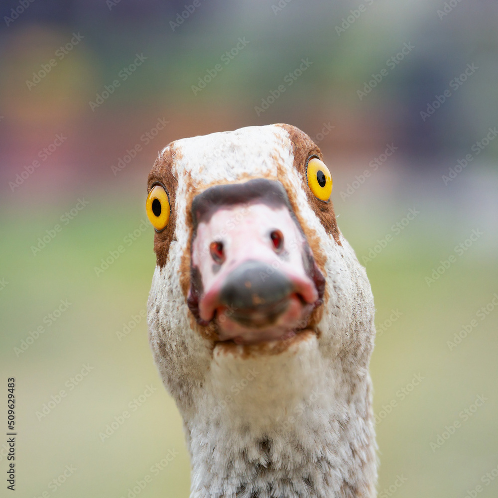 Portrait of a funny nile goose looking at the camera - obrazy, fototapety, plakaty 
