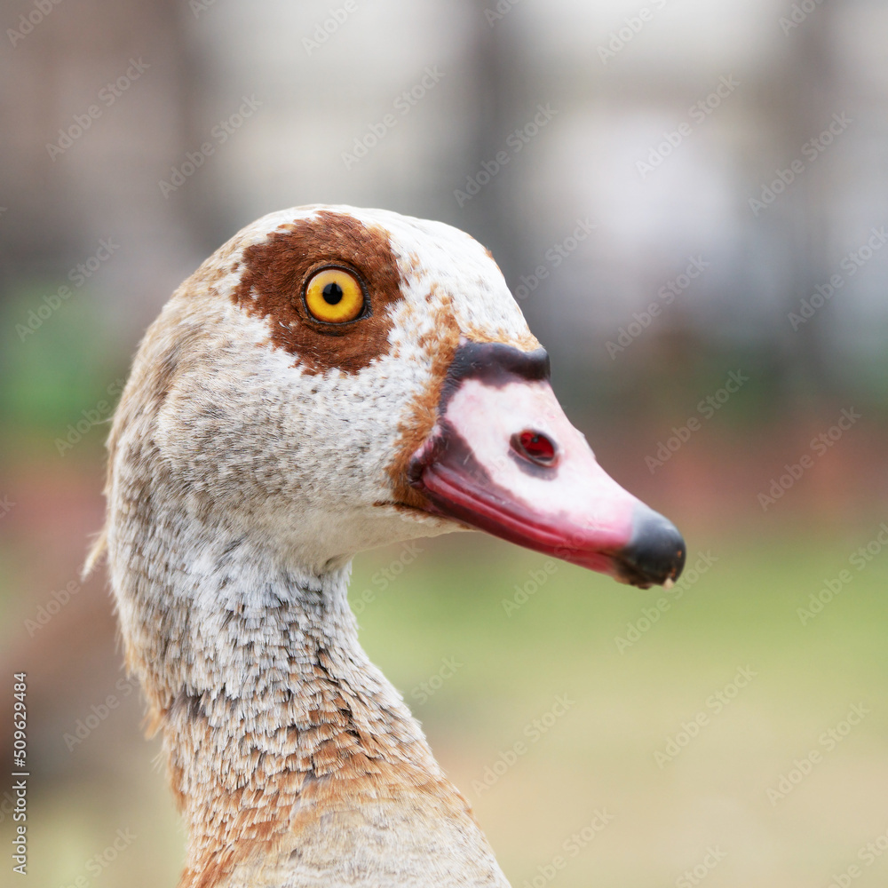 Portrait of the nile goose in profile Portrait of the nile goose in profile