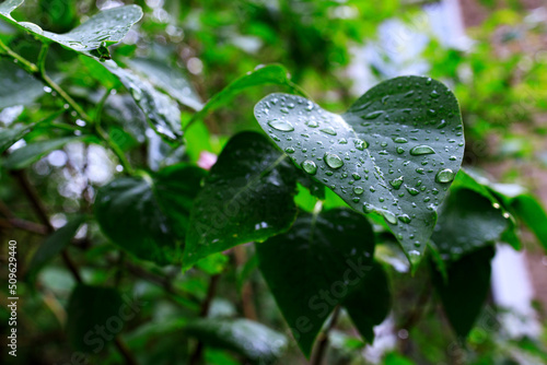 Rain drops on a leaf