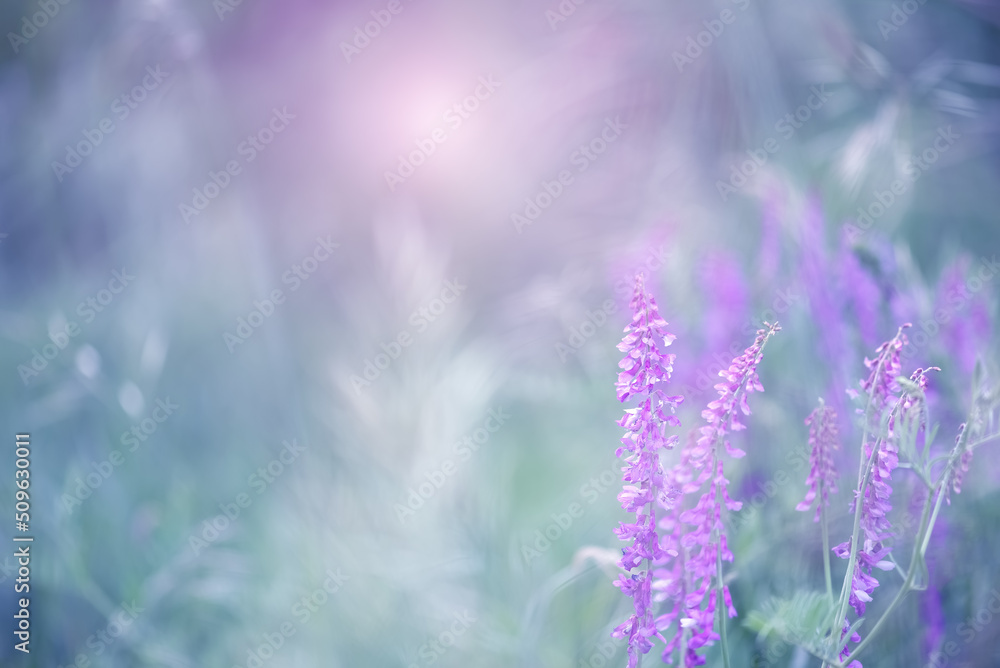 Naklejka premium Purple meadow flowers on a beautiful background in sunlight. Beautiful dreamy art image. Selective focus.