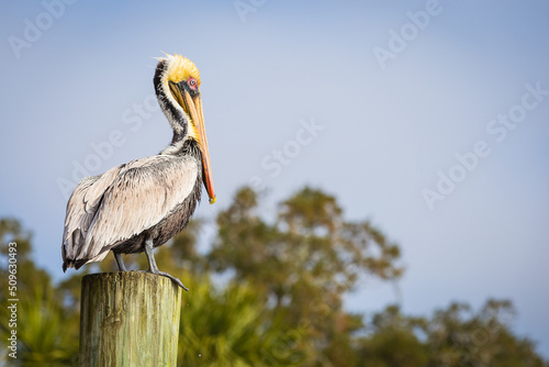 Perched