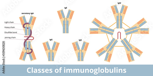 Classes of immunoglobulins. The five main classes of antibodies (immunoglobulins): IgG, IgA, IgD, IgE, and IgM. Structural variations of the H chains, basic kinds of L chains.