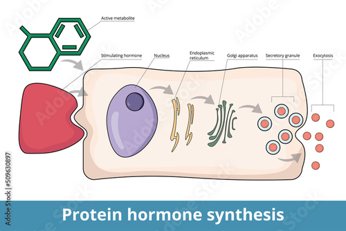 Process of protein hormone synthesis. Typical endocrine cell. Hormone or active metabolite stimulates receptor. A prohormone is transported through cell and secreted in active hormone form. photo