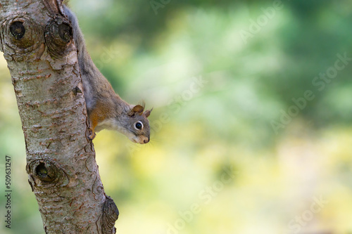 Close-up of a grey squirrel climbing down a tree.