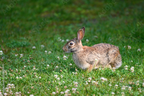 Close-up of a cottontail rabbit.