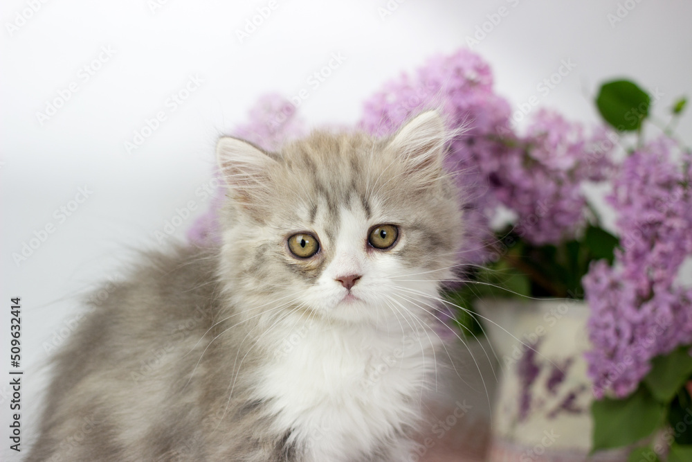Cute pets. Little kitten breed of scottish highland stright cat on a white background with lilac elements Cute pets. Little kitten breed of scottish highland stright cat on a white background with lilac elements