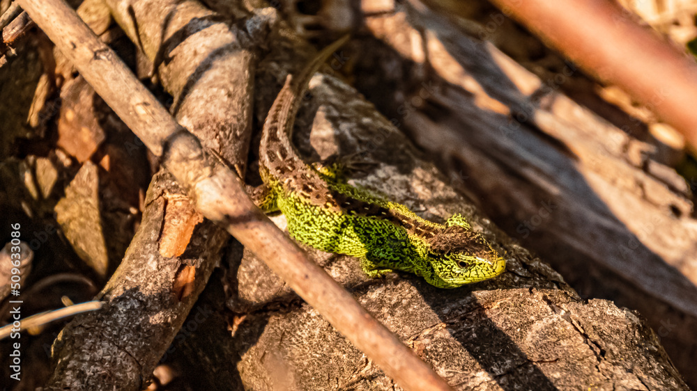 Naklejka premium Lacerta agilis, sand lizard, on a sunny summer day near Landau, Isar, Bavaria, Germany