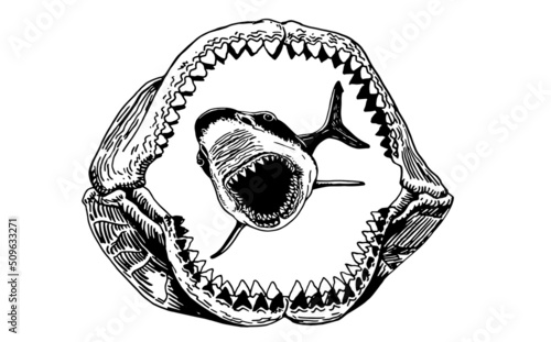 Graphical shark in megalodon jaw isolated on white backgrond,vector sea-food illustration
