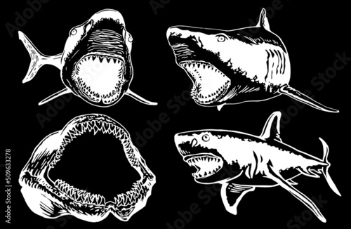 Graphical set of sharks and jaws isolated on black background,vector elements , great white shark