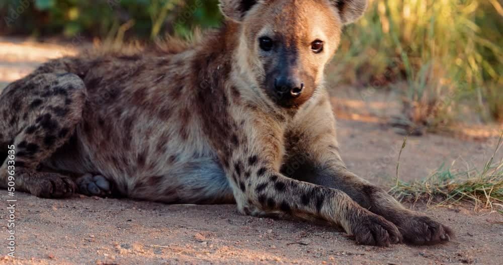 Matriarch Spotted Hyena Relaxing outside of the Den at sunset , African Safari Matriarch Spotted Hyena Relaxing outside of the Den at sunset , African Safari