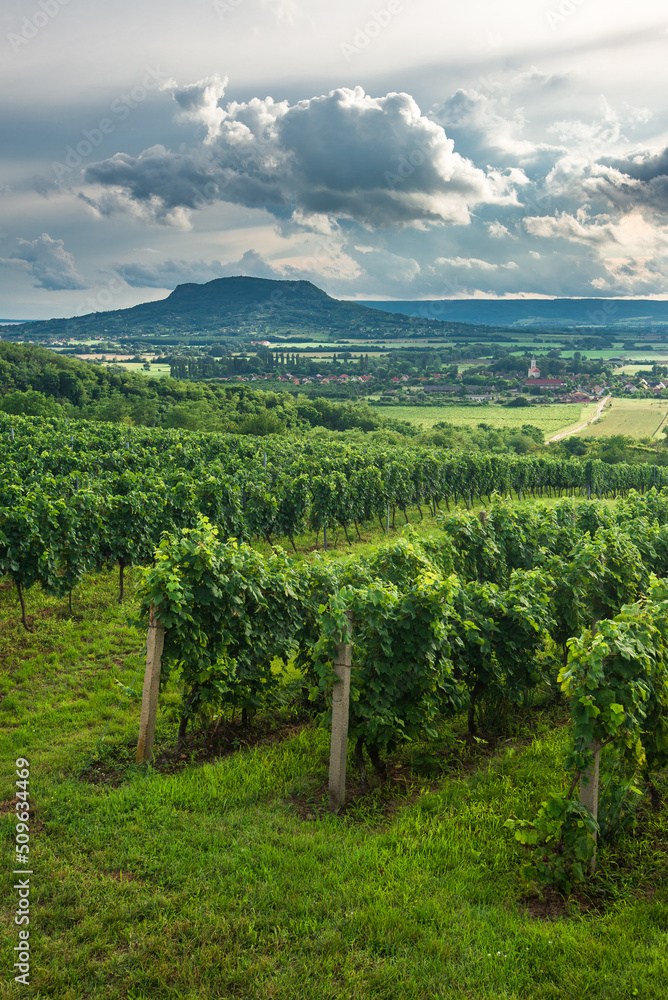 Vineyards with the Saint George Hill in Balaton Highlands, Hungary