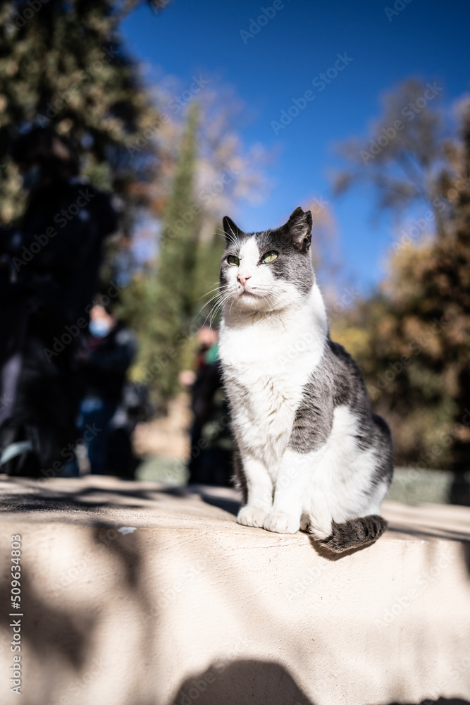 cat on the street cat on the street