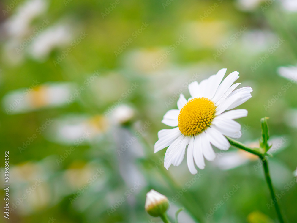 Obraz premium デイジー