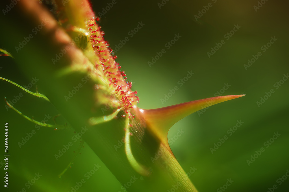 Naklejka premium Wild Roses growing in Spring in Windsor in Upstate NY. The small (about 1mm long) red hairs with a bump at the end are called 